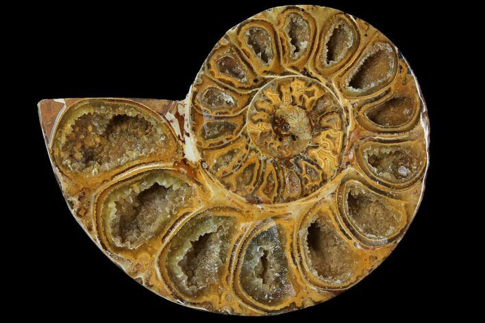 Sliced, Agatized Ammonite Fossil (half) - Jurassic #110754